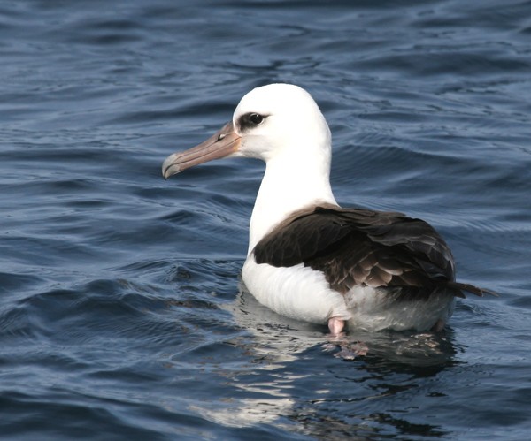 Laysan Albatross